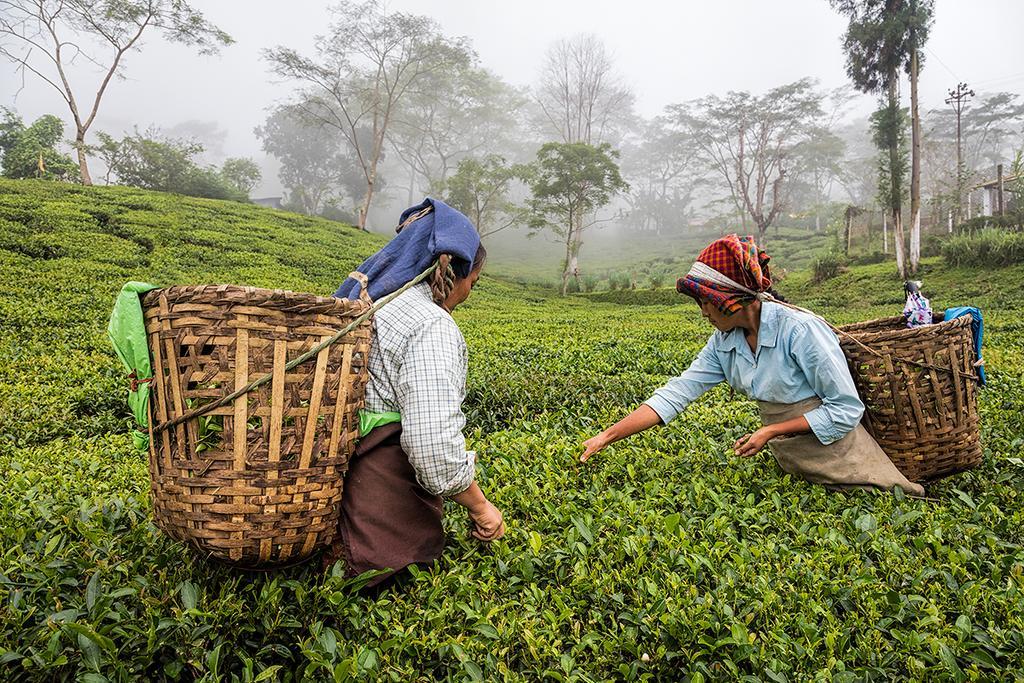 Ging Tea House Pension Darjeeling  Buitenkant foto