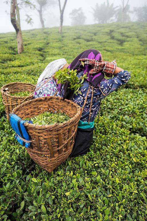 Ging Tea House Pension Darjeeling  Buitenkant foto