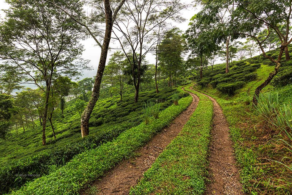 Ging Tea House Pension Darjeeling  Buitenkant foto